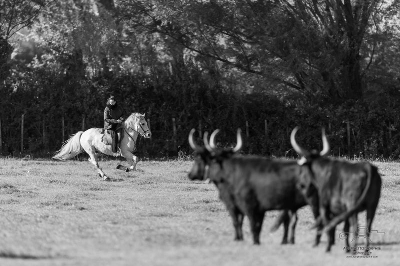 camargue equitation