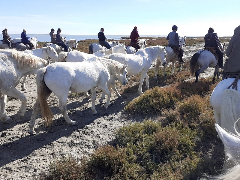 Camargue Equitation