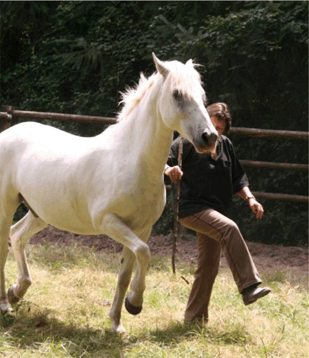 cheval nievre
